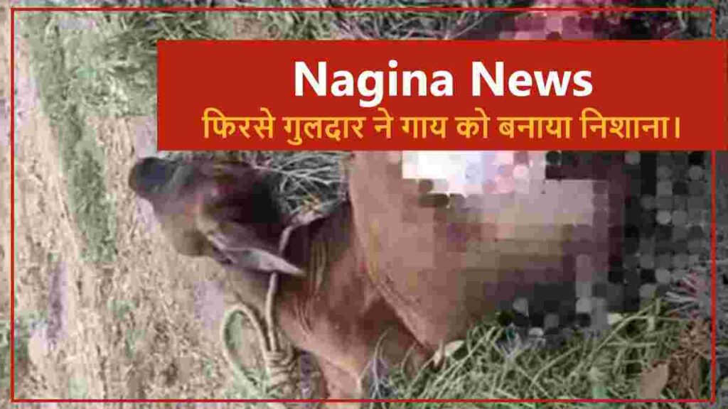 नगीना में गुलदार का हमला: बारूकी शादीपुर और ककरावली गांव में दहशत