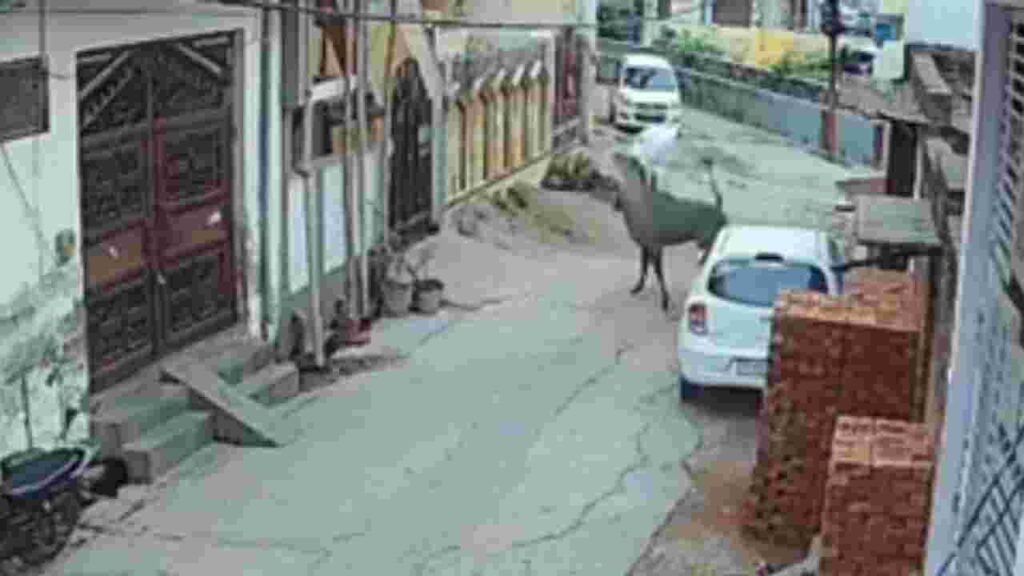 नीलगाय का आतंक: नगीना के अंबेडकर नगर में मचाया तांडव, एक व्यक्ति की मौत