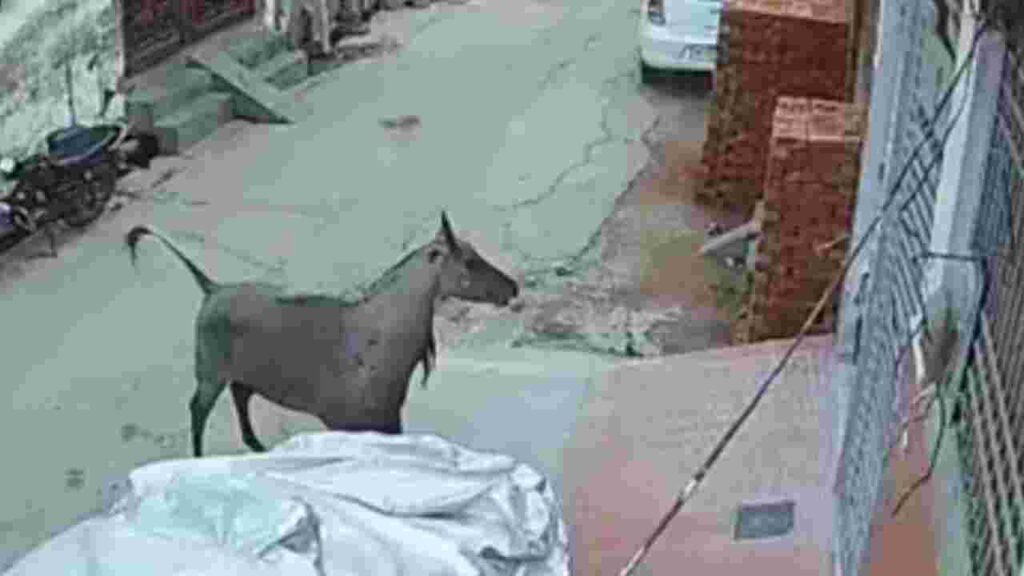 नीलगाय का आतंक: नगीना के अंबेडकर नगर में मचाया तांडव, एक व्यक्ति की मौत