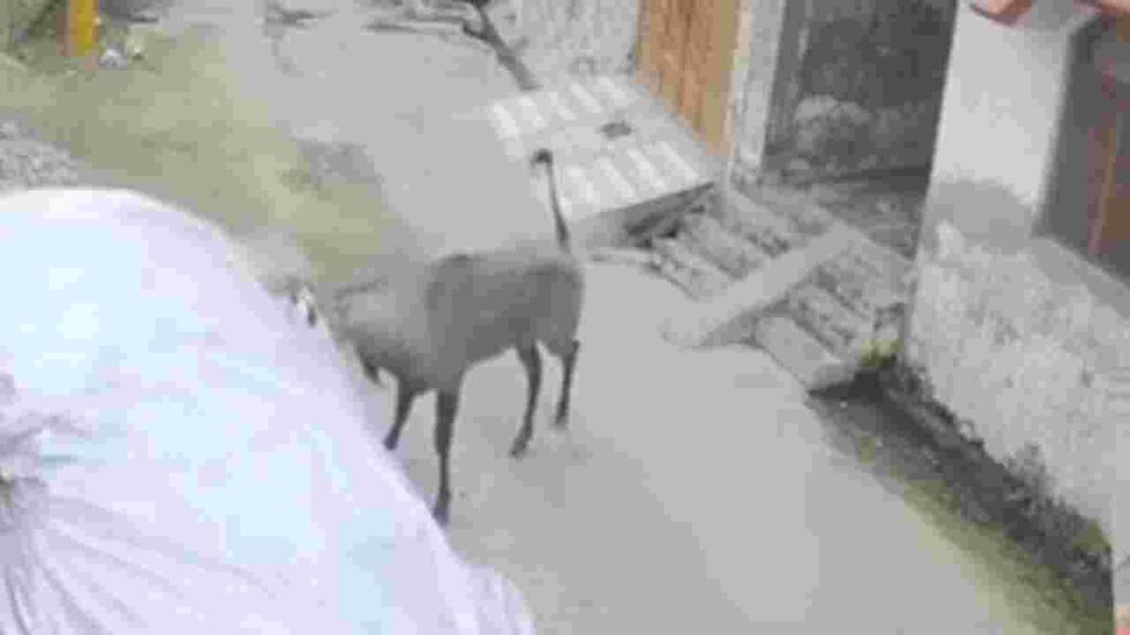 नीलगाय का आतंक: नगीना के अंबेडकर नगर में मचाया तांडव, एक व्यक्ति की मौत