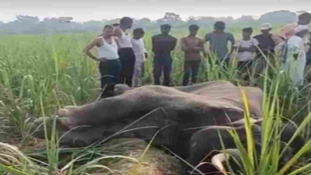 बिजनौर: इनायतपुर गांव के गन्ने के खेत में मिला हाथी का शव | बीमारी से मौत की आशंका
