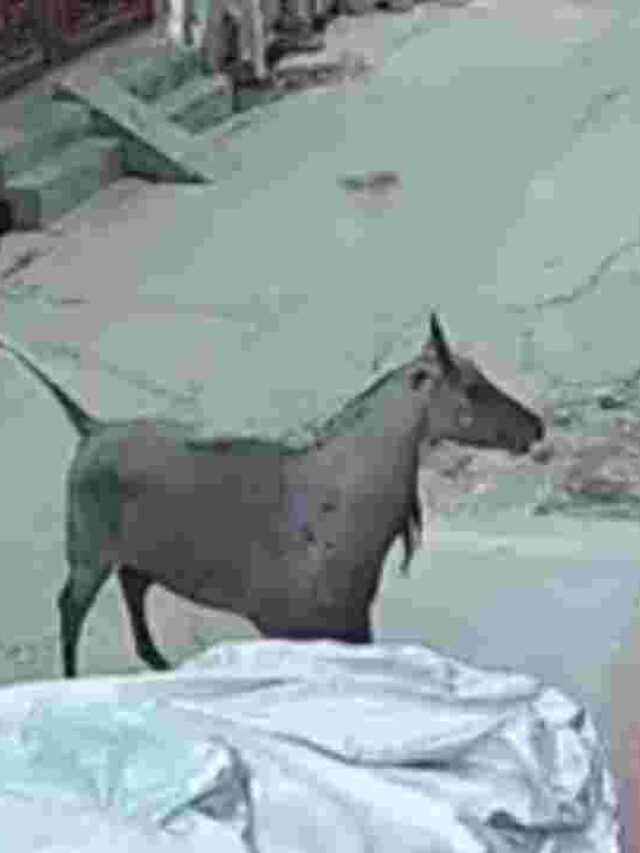 नगीना में नीलगाय का आतंक: अंबेडकर नगर Nagina